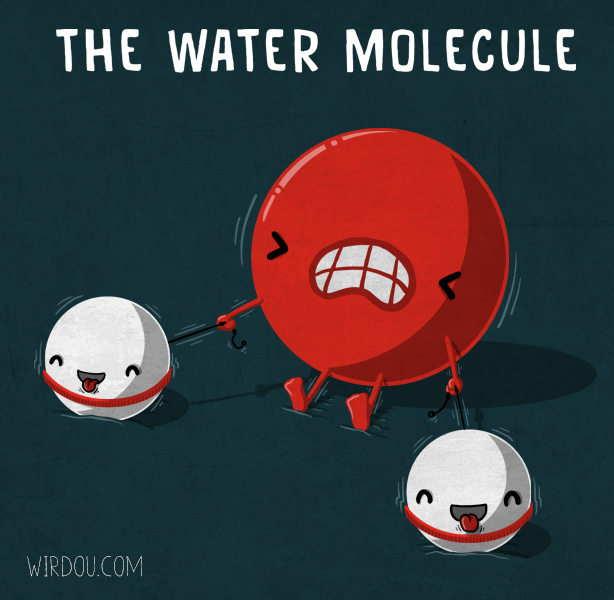 The water molecule