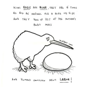 science, curious, curiosity, fun, funny, humor, kiwi, bird, egg