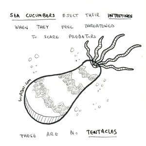 science, curious, curiosity, fun, funny, humor, sea cucumber, intestines