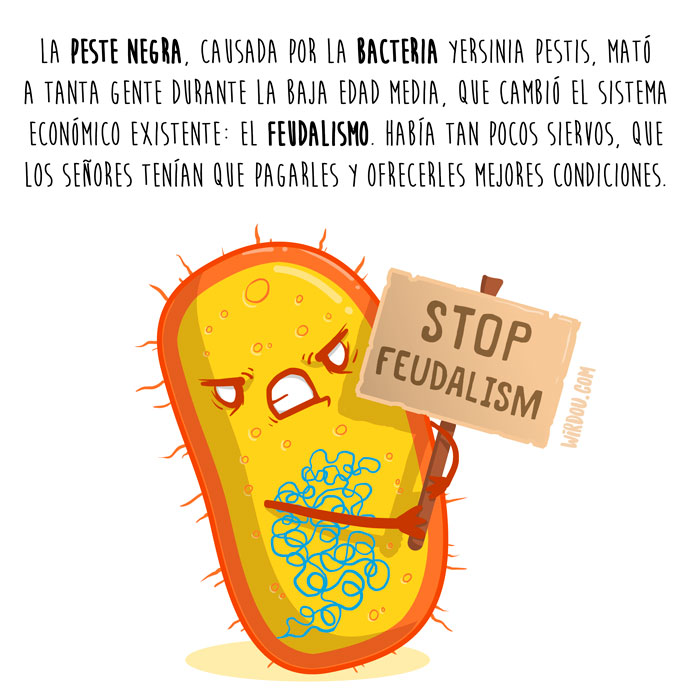 wirdou, ciencia, gracioso