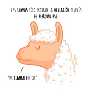 wirdou, ciencia, gracioso