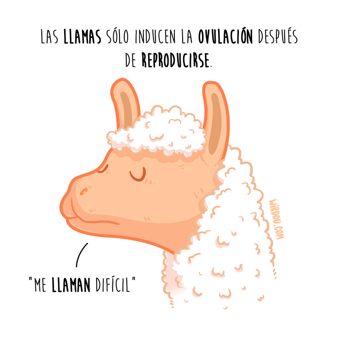 wirdou, ciencia, gracioso