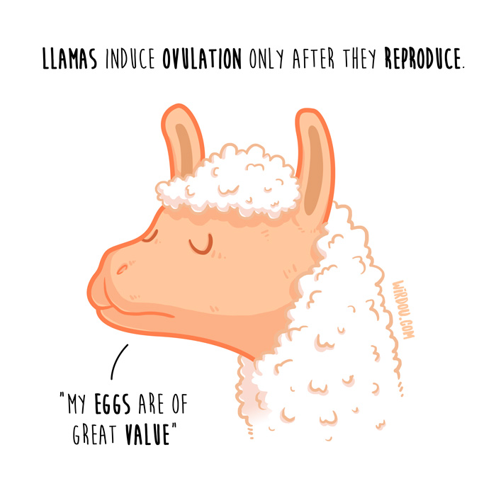 wirdou, science, fun