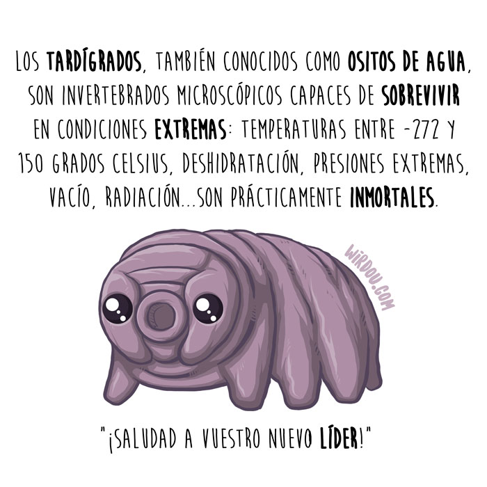 wirdou, ciencia, gracioso