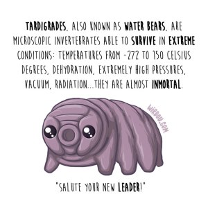 wirdou, science, fun