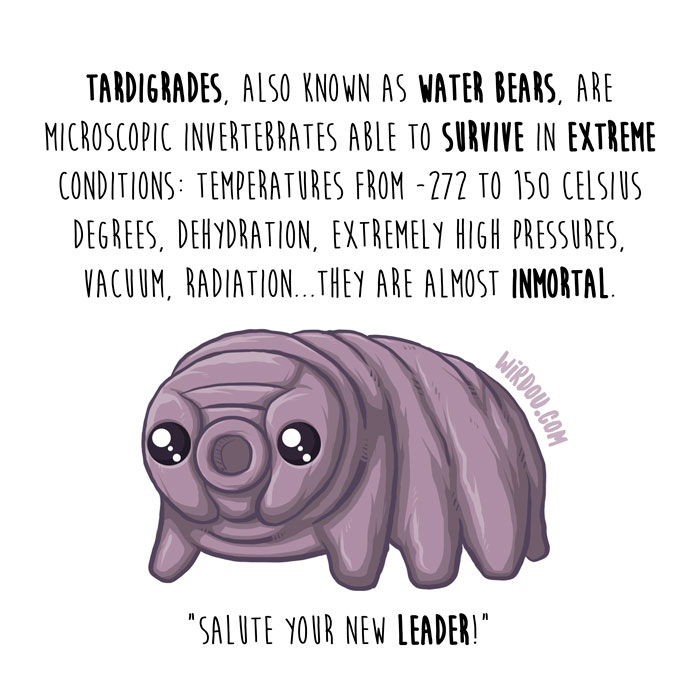 wirdou, science, fun