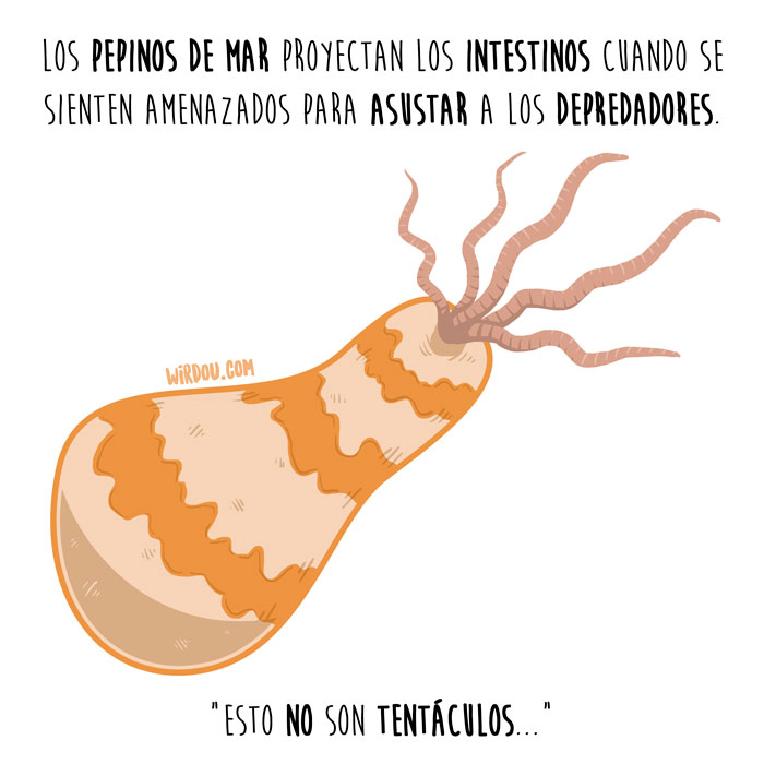 wirdou, ciencia, gracioso