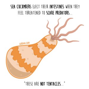 wirdou, science, fun