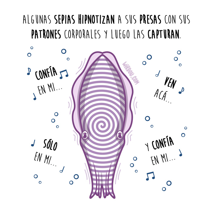 wirdou, ciencia, gracioso