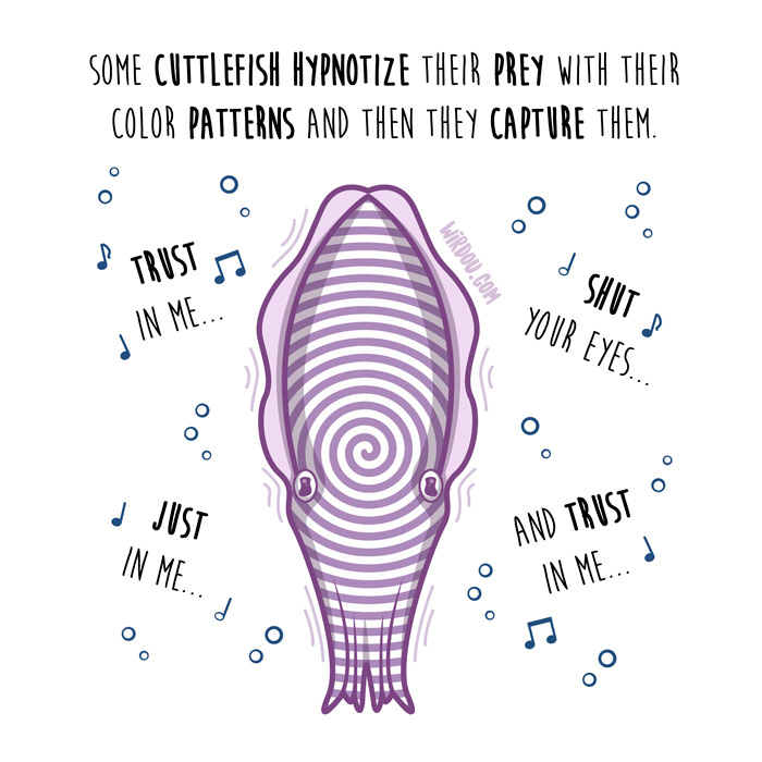 wirdou, science, fun