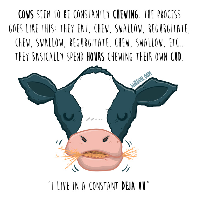 wirdou, science, fun